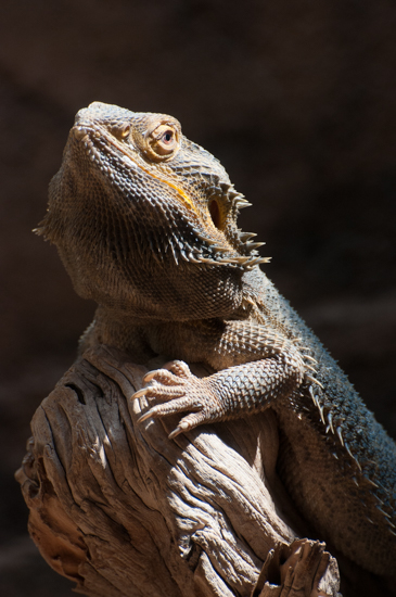 ハワイ-動物園→水族館_a0013296_2141399.jpg