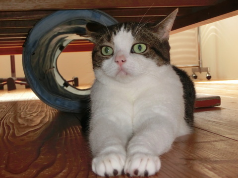 避難中の猫 いじけ中の犬 カルデラバッチョの日々 避難中の猫 いじけ中の犬 カルデラバッチョの日々