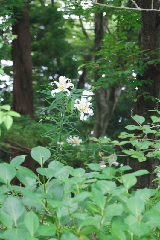 「山百合」の花・・・_e0025300_15401712.jpg