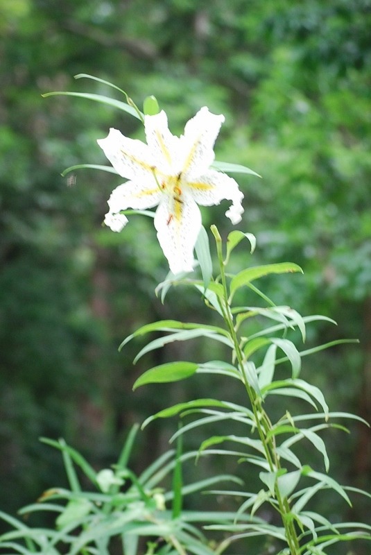 「山百合」の花・・・_e0025300_15435469.jpg