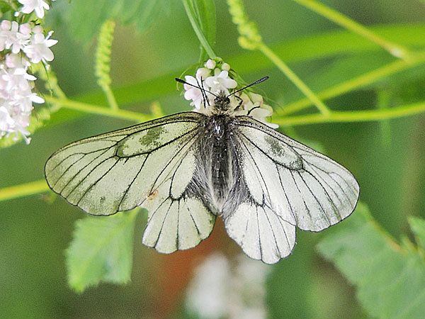 ヒメウスバシロチョウ・エゾシロチョウ : 一寸の虫にも五分の魂