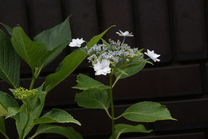 f0170524_1412114.jpg