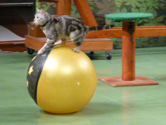 那須旅行 那須どうぶつ王国-3 【The Cats】_e0237625_0235411.jpg