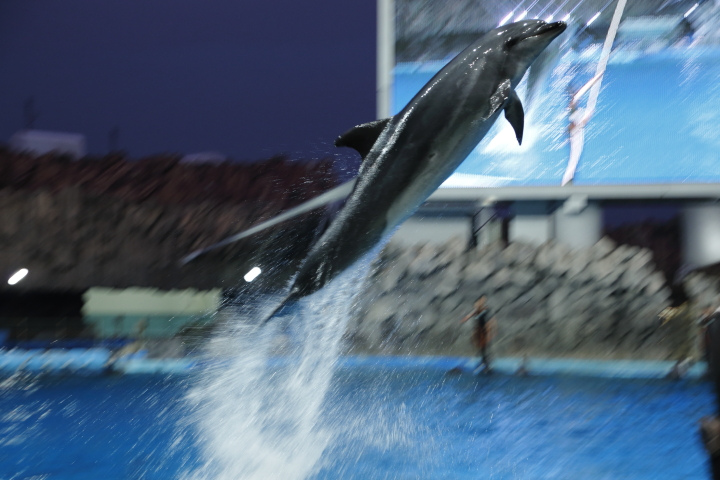 Port of Nagoya Public Aquarium　【July 2014】_f0253927_21314935.jpg