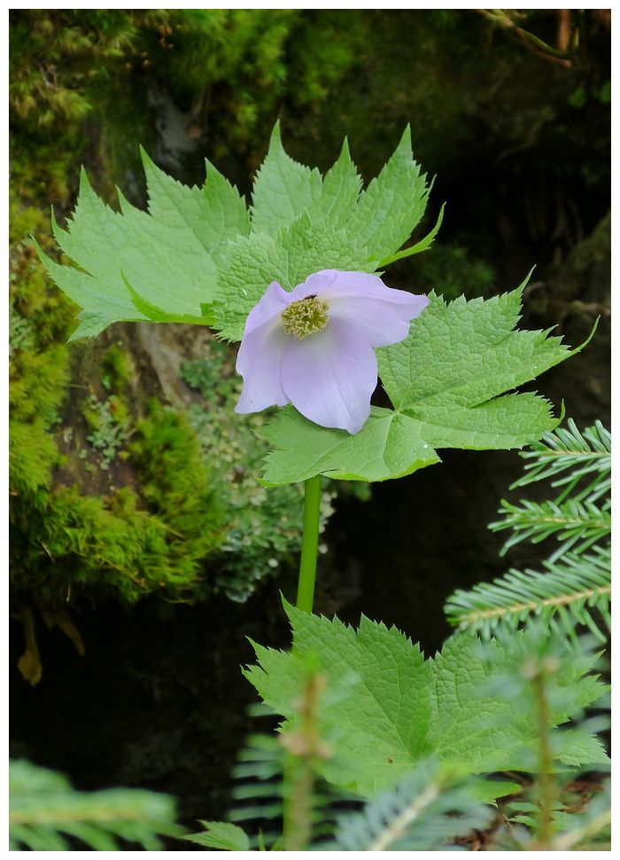 高山植物_b0312938_05254765.jpg