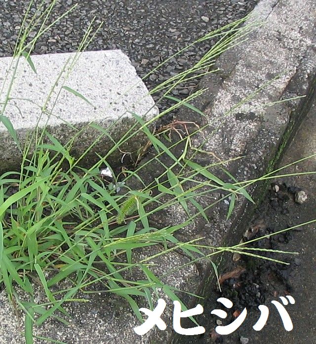 暑いので作業はちょこっとだけ by (TATE-misaki)_c0108460_16455139.jpg