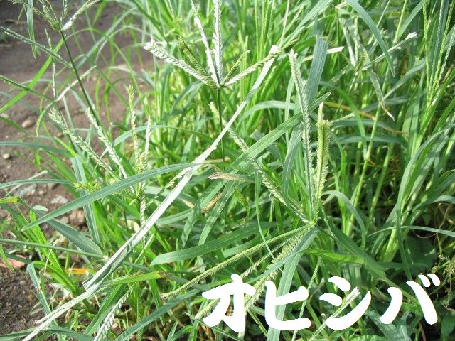 暑いので作業はちょこっとだけ by (TATE-misaki)_c0108460_16455149.jpg