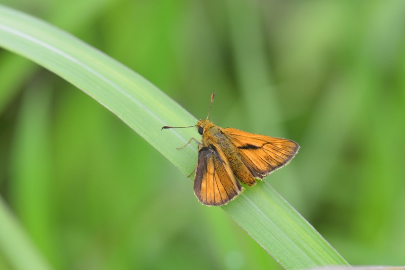 アカセセリ　と　コキマダラセセリ_f0179175_9325428.jpg