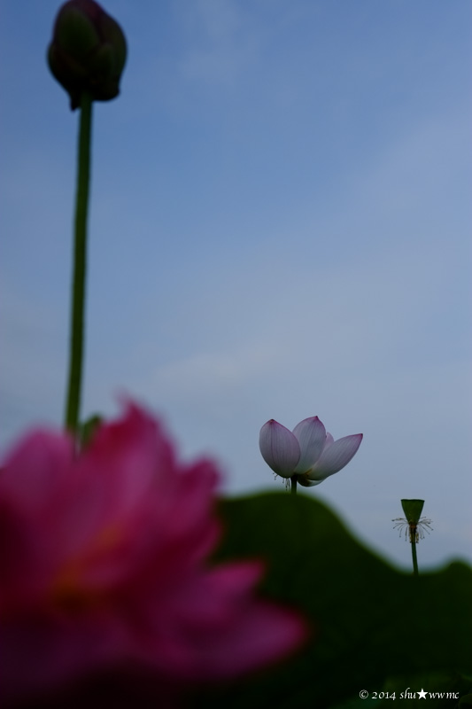 明日香路夏2014：2：変容の花_a0142976_21103059.jpg