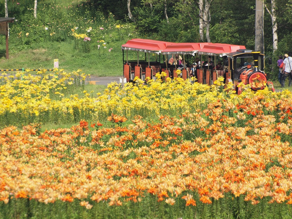 天空の花園 ダイナランドゆり園 自然風の自然風だより 天空の花園 ダイナランドゆり園 自然風の自然風だより