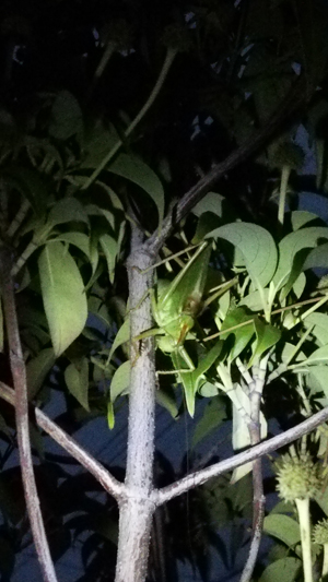 c0064678_11421573.jpg