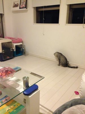 ぼると、見つめるの巻。_c0245679_22351719.jpg