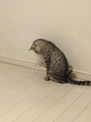 ぼると、見つめるの巻。_c0245679_2235181.jpg