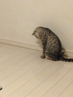 ぼると、見つめるの巻。_c0245679_22351991.jpg