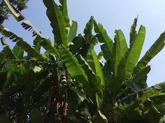 夏の松ヶ丘公民館_a0191183_1813377.jpg