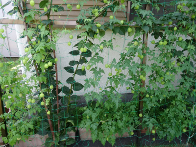 c0125501_15565583.jpg