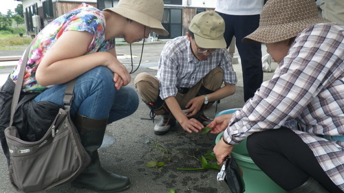 水草観察会＆じゅんさい摘み体験_e0176401_14354136.jpg