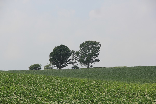 a0123003_8155050.jpg