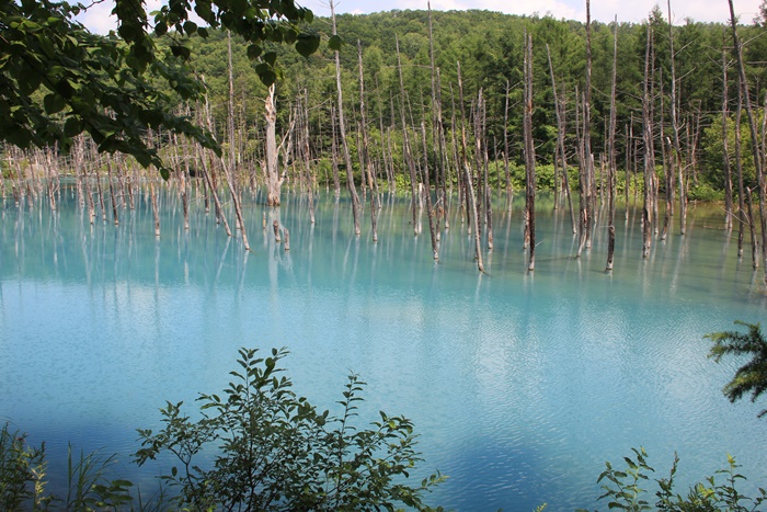 北海道旅行　美瑛　富良野　青い池_a0123003_8271864.jpg