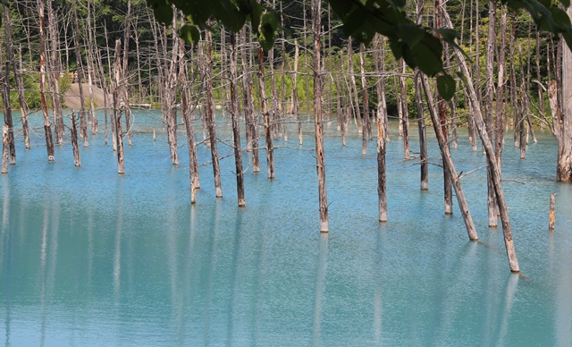 北海道旅行　美瑛　富良野　青い池_a0123003_827584.jpg