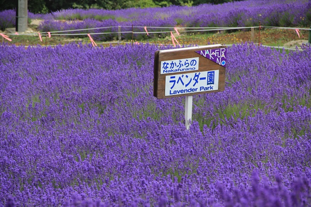 北海道旅行　美瑛　富良野　青い池_a0123003_8424446.jpg