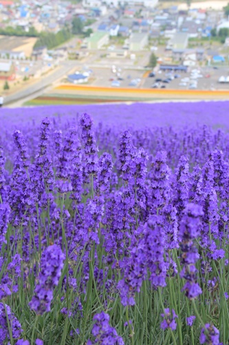 北海道旅行　美瑛　富良野　青い池_a0123003_8594265.jpg