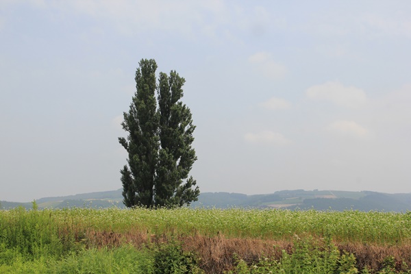 a0123003_864037.jpg