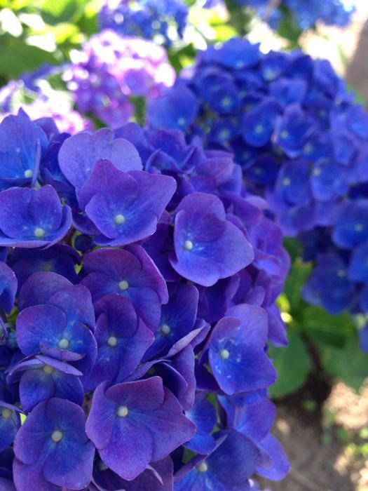 紫陽花_a0071514_993788.jpg