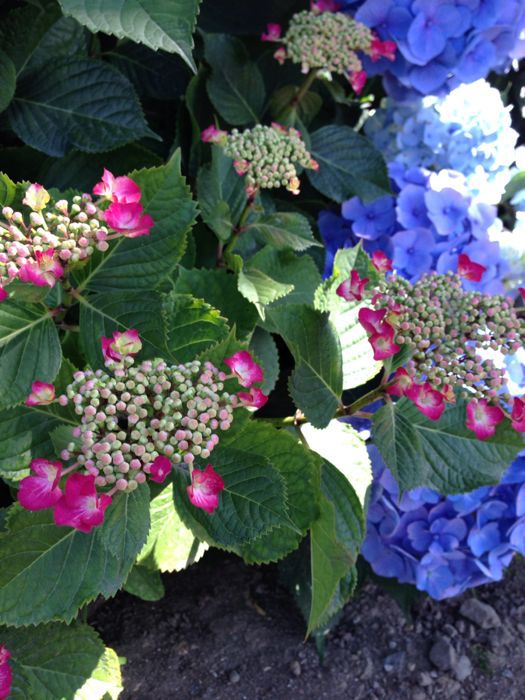 紫陽花_a0071514_99488.jpg