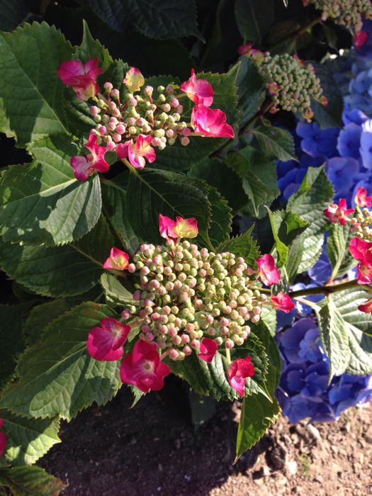 紫陽花_a0071514_995661.jpg