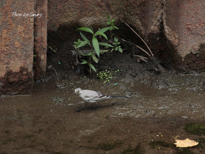 ハクセキレイ幼鳥　梅雨明け前の川で　2014/7/24  in Tokyo_d0129921_20481088.jpg