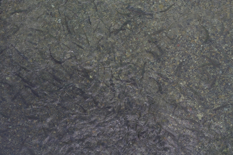 c0113733_043779.jpg