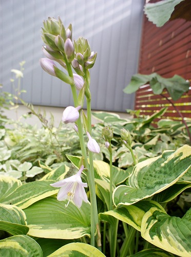 ホスタの花と嬉し忙し収穫期_f0205733_12102718.jpg