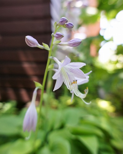 ホスタの花と嬉し忙し収穫期_f0205733_12151784.jpg