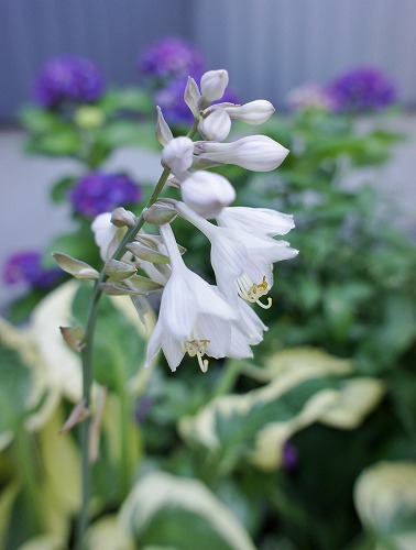 ホスタの花と嬉し忙し収穫期_f0205733_12152418.jpg