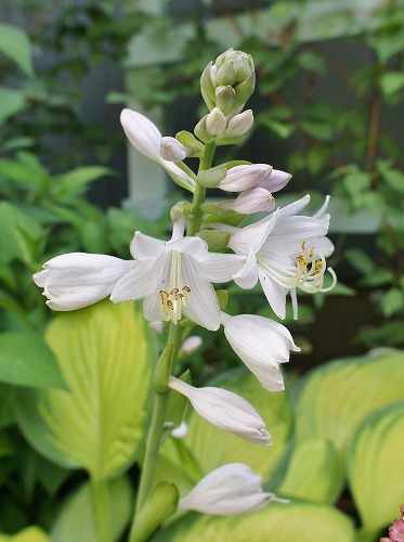 ホスタの花と嬉し忙し収穫期_f0205733_12153219.jpg