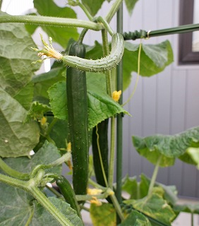 ホスタの花と嬉し忙し収穫期_f0205733_12553914.jpg