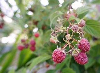 f0205733_12571581.jpg