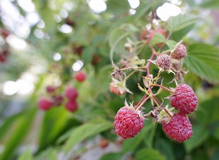 ホスタの花と嬉し忙し収穫期_f0205733_12571581.jpg