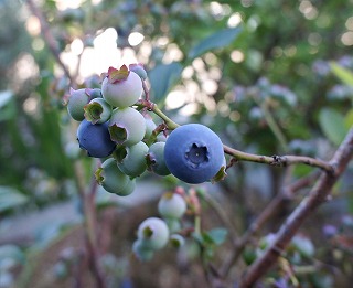 ホスタの花と嬉し忙し収穫期_f0205733_13142292.jpg