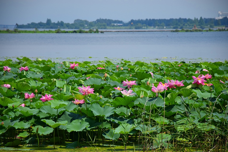 琵琶湖に群生するハス畑20140719_e0237645_21254592.jpg