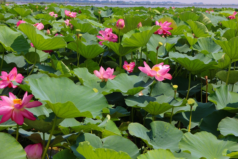 琵琶湖に群生するハス畑20140719_e0237645_21271661.jpg