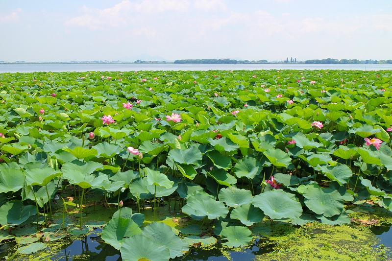 琵琶湖に群生するハス畑20140719_e0237645_21281764.jpg