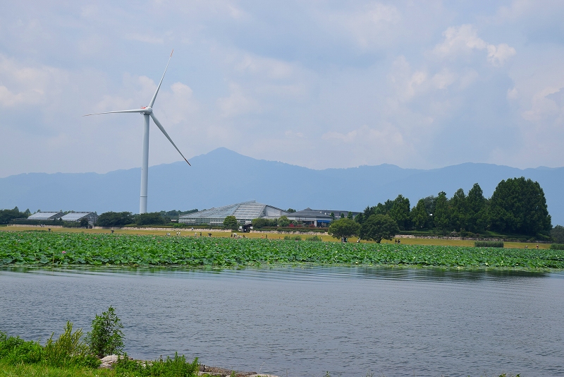 琵琶湖に群生するハス畑20140719_e0237645_21282943.jpg