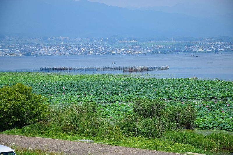 琵琶湖に群生するハス畑20140719_e0237645_2129857.jpg