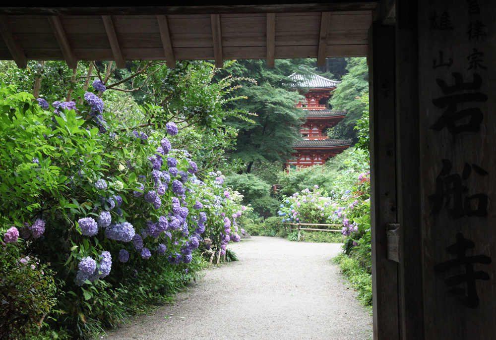 岩船寺　紫陽花_c0108146_19142175.jpg