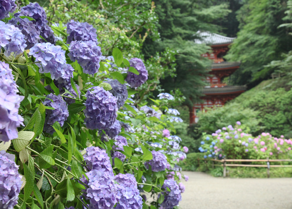 岩船寺　紫陽花_c0108146_19143077.jpg