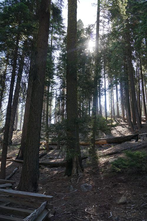 ヨセミテ国立公園　３　♪　巨樹の森へ_e0295348_1228463.jpg