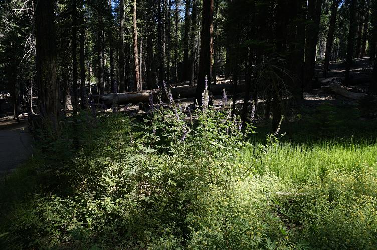 e0295348_12462579.jpg
