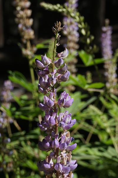 e0295348_1250340.jpg